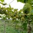  Land for sale in Chile, Quinta De Tilcoco, Cachapoal, Libertador General Bernardo Ohiggins, Chile