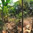  Terreno (Parcela) en venta en Ngaglik, Yogyakarta, Ngaglik, Sleman, Yogyakarta