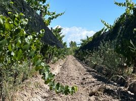  Grundstück zu verkaufen in San Carlos, Mendoza, San Carlos