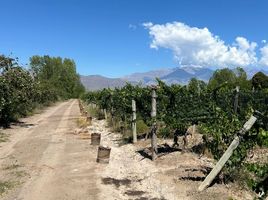  Terrain for sale in San Carlos, Mendoza, San Carlos