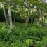 Terrain à vendre à Othon P Blanco, Quintana Roo, Othon P Blanco