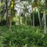Terrain à vendre à Othon P Blanco, Quintana Roo, Othon P Blanco