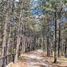  Land for sale in Galeana, Nuevo Leon, Galeana