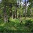  Land for sale in Chile, Villarrica, Cautin, Araucania, Chile