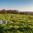  Land for sale in Chile, Pelarco, Talca, Maule, Chile