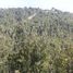  Land for sale in Los Lagos, Chonchi, Chiloe, Los Lagos