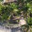  Land for sale in Petatlan, Guerrero, Petatlan