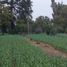  Land for sale in Chancay, Lima, Chancay
