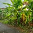  Terreno (Parcela) en venta en Mlati, Yogyakarta, Mlati