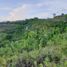  Terreno (Parcela) en venta en Consolacion, Central Visayas, Consolacion, Cebu