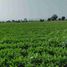  Land for sale in Huaral, Lima, Huaral, Huaral
