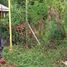  Land for sale in Las Pinas City, Metro Manila, Las Pinas City