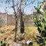  Grundstück zu verkaufen in Zumpango, Mexico, Zumpango