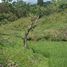  Land for sale in Danao, Bohol, Danao