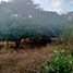  Land for sale in Jose Azueta, Guerrero, Jose Azueta