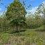  Land for sale in Mendoza, Panama Oeste, Mendoza, La Chorrera