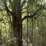  Land for sale in Araucania, Pucon, Cautin, Araucania