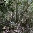  Land for sale in Araucania, Pucon, Cautin, Araucania