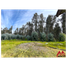  Terreno (Parcela) en venta en Maule, Pelarco, Talca, Maule