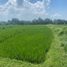  Land for rent in Kediri, Tabanan, Kediri