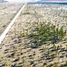  Terreno (Parcela) en venta en Maule, Cauquenes, Cauquenes, Maule