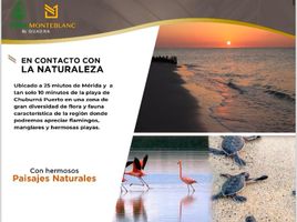 在Progreso, Yucatan出售的 土地, Progreso