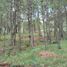  Land for sale in Tapalpa, Jalisco, Tapalpa