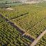  Terreno (Parcela) en venta en Chile, Requinao, Cachapoal, Libertador General Bernardo O'Higgins, Chile