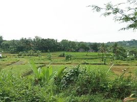  Land for sale in Bogor, West Jawa, Ciomas, Bogor