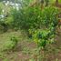  Land for sale in Malacatos Valladolid, Loja, Malacatos Valladolid, Loja, Loja