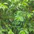  Land for sale in Malacatos Valladolid, Loja, Malacatos Valladolid, Loja, Loja