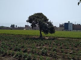  Terreno (Parcela) en venta en Huaral, Lima, Huaral, Huaral