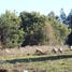  Terreno (Parcela) en venta en Navidad, Cardenal Caro, Navidad