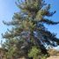  Terreno (Parcela) en venta en Chile, Cauquenes, Cauquenes, Maule, Chile