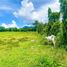  Land for sale in Tanauan City, Batangas, Tanauan City