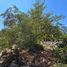  Land for sale in Yobain, Yucatan, Yobain