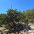  Land for sale in Yobain, Yucatan, Yobain