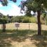  Land for sale in Tornquist, Buenos Aires, Tornquist