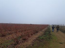 在Talca, Maule出售的 土地, San Clemente, Talca