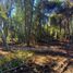  Land for sale in Chile, Villarrica, Cautin, Araucania, Chile