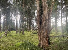  Land for sale in Conocoto, Pichincha, Conocoto