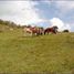  Land for sale in Santo Tomas, Cusco, Santo Tomas, Chumbivilcas