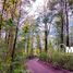  Land for sale in Chile, Puerto Varas, Llanquihue, Los Lagos, Chile