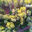  Land for sale in Chile, Puerto Varas, Llanquihue, Los Lagos, Chile