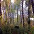 Land for sale in Chile, Puerto Varas, Llanquihue, Los Lagos, Chile