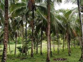  Land for sale in Caraga, Bislig City, Surigao del Sur, Caraga