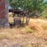  Land for rent in Erongaricuaro, Michoacan, Erongaricuaro