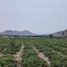  Grundstück zu verkaufen in Lurin, Lima, Lurin, Lima, Lima
