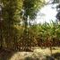 Land for sale in Morropon, Piura, Morropon, Morropon