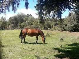  Terreno (Parcela) en venta en Chile, Quemchi, Chiloé, Los Lagos, Chile